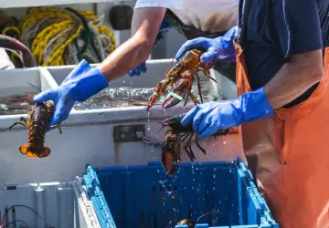 Governo fixa limite para captura de lagostas na costa brasileira