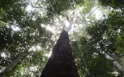 Brasil relata avanço para lançar fundo internacional de proteção de florestas na COP30