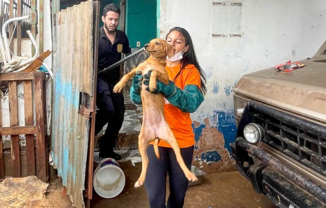 Operação conjunta do GDF resgata cerca de 100 cães em condições insalubres em residência na Candangolândia